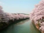 【クラウドファンディング】大岡川プロムナードの桜のライトアップを続けたい！